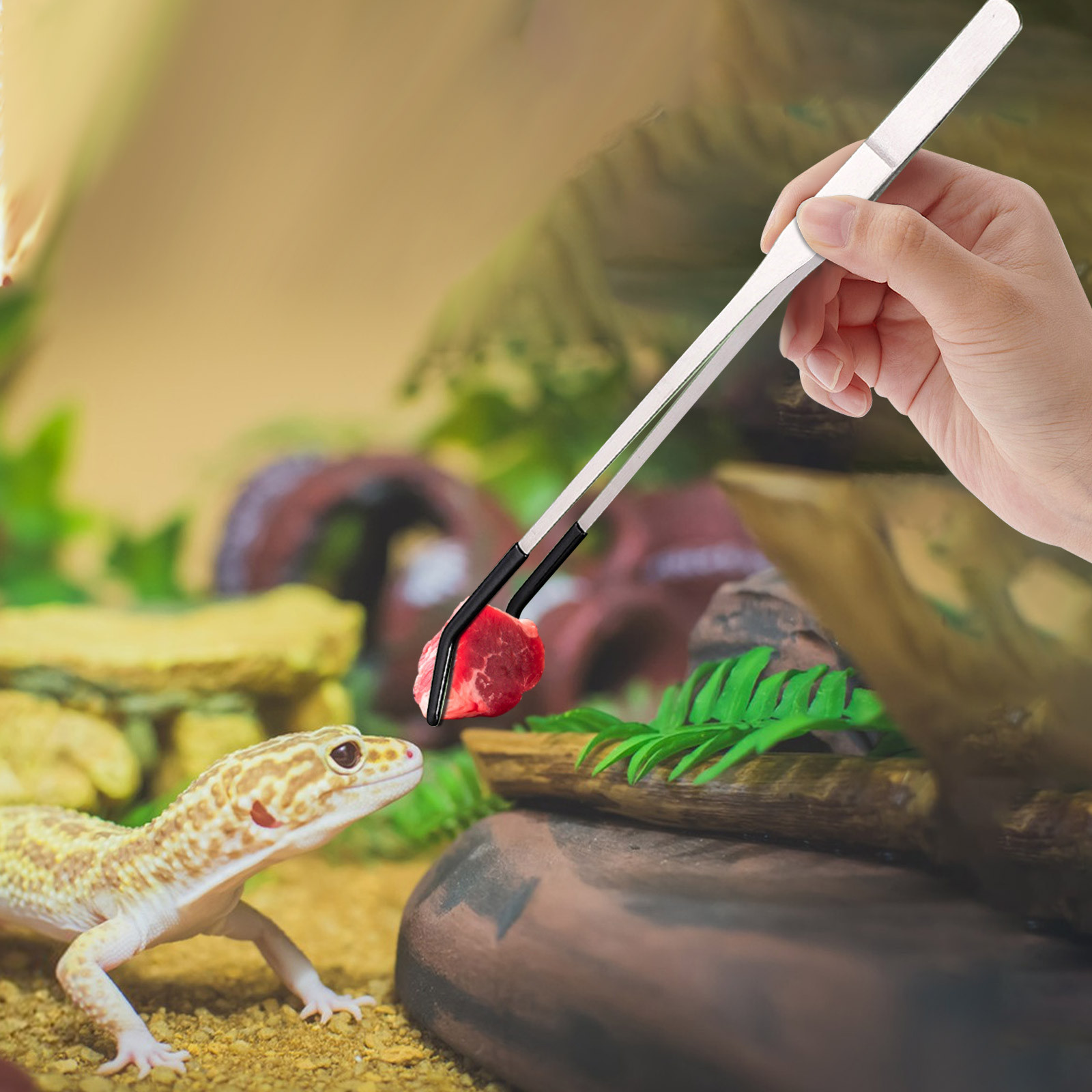 Lange Zange zum Füttern von Re – Water Dish Reptile Bewertung und Preis