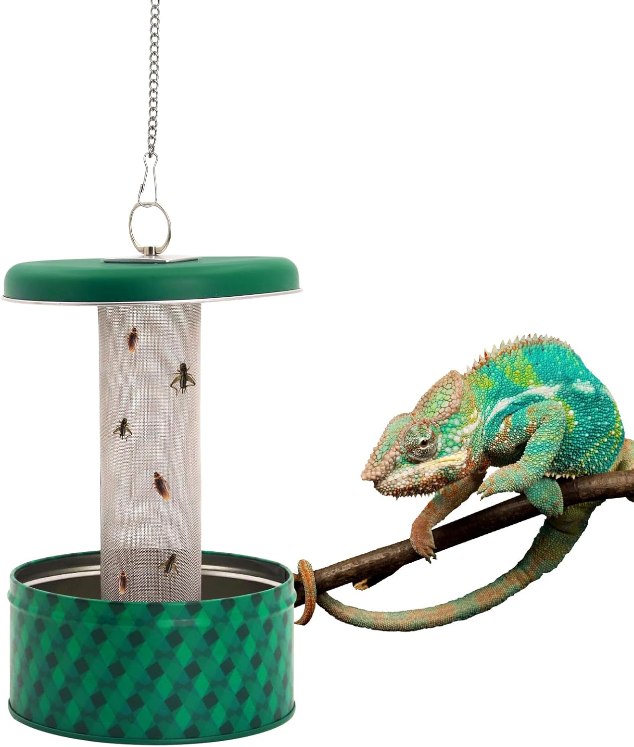 Feeder mit bärtigem Drachen, C – Water Dish Reptile Bewertung und Preis